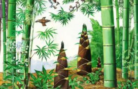 会員限定展示