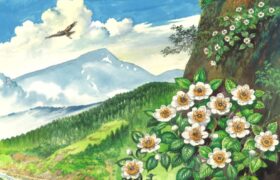 会員限定展示