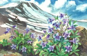 会員限定展示