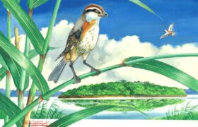 会員限定展示